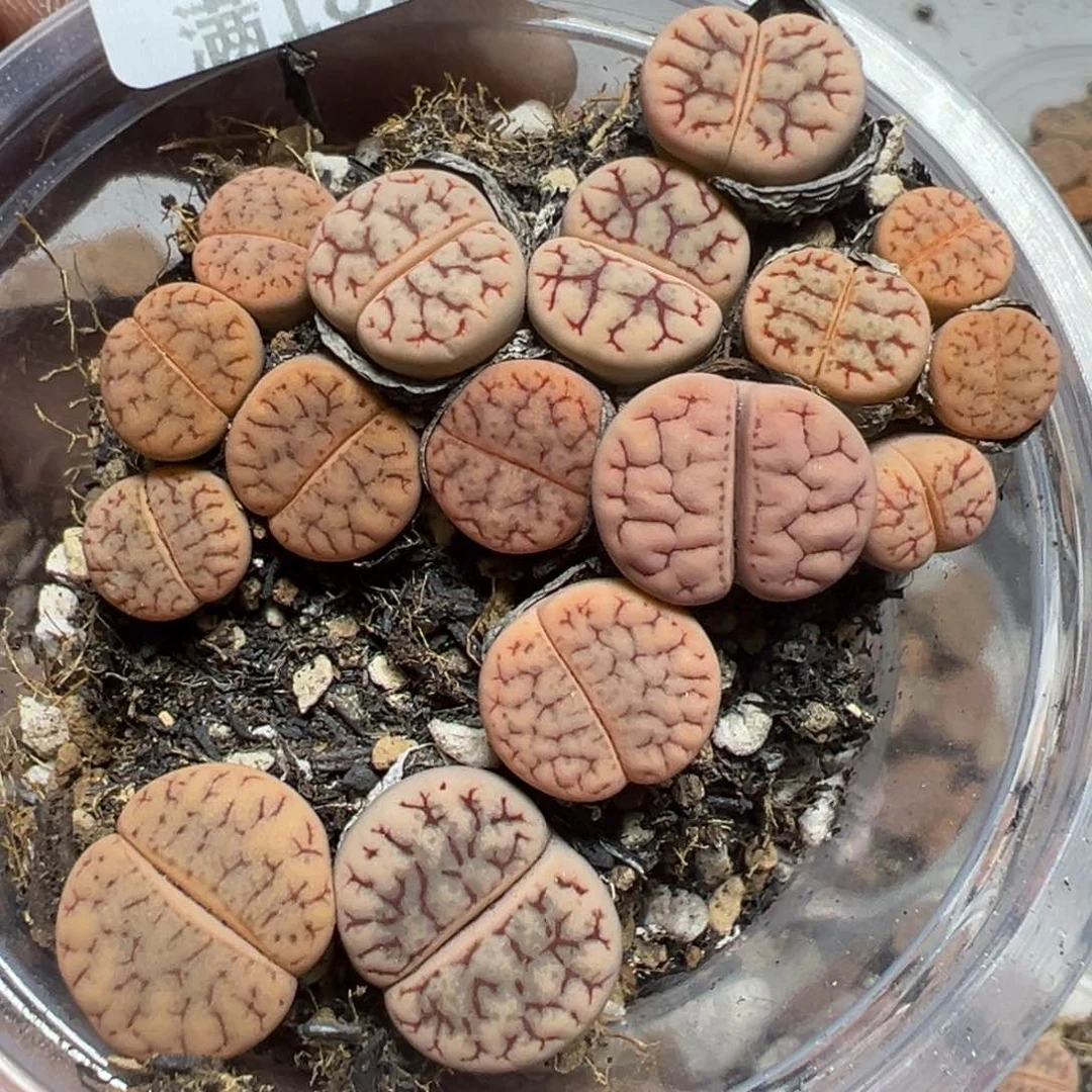 【闪购商品】 605。