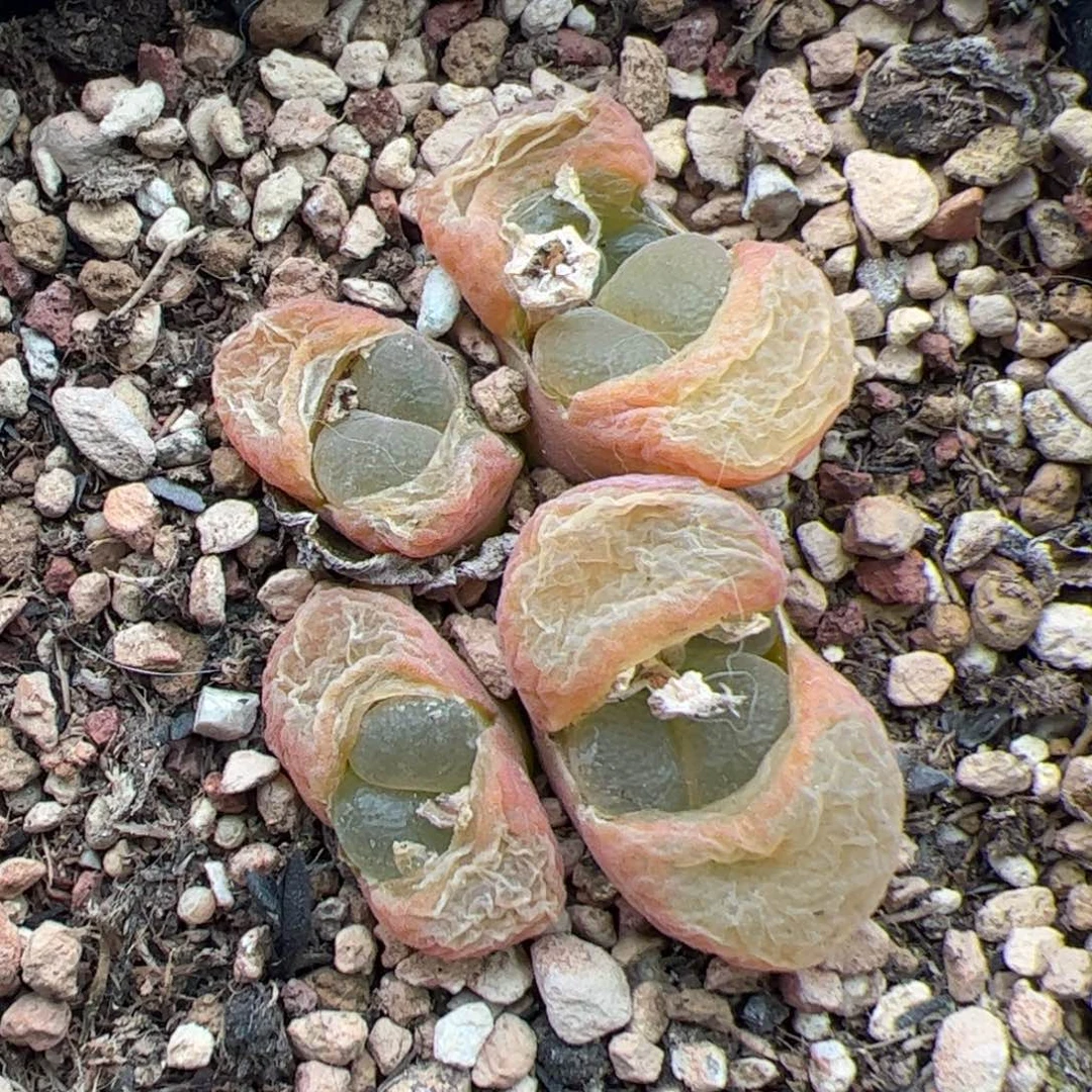 0309号风铃 多肉植物