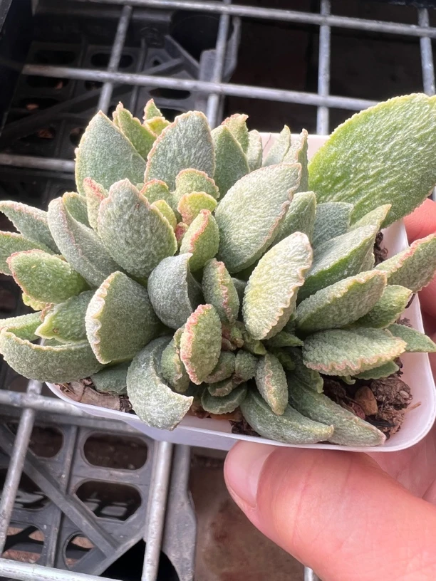 爱丽丝水泡多肉植物