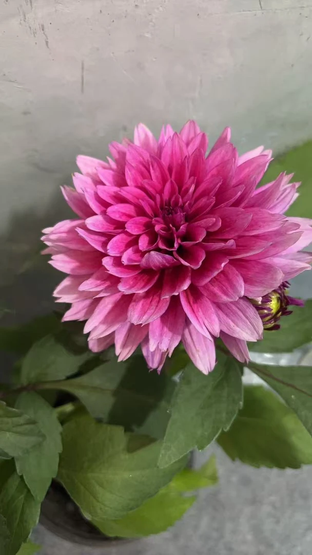 小丽花随机福利