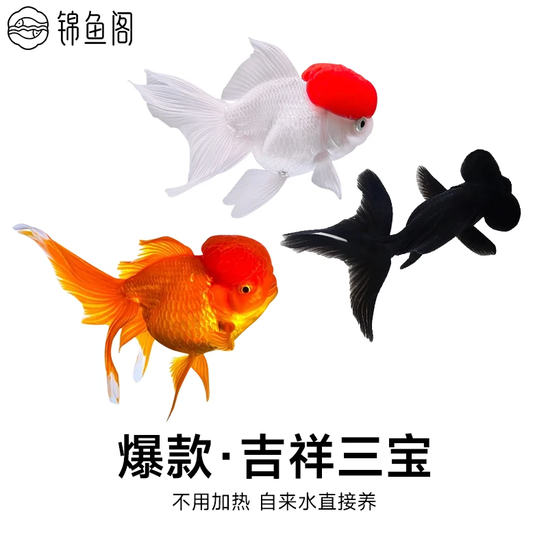 招财养鱼金鱼锦鲤鹤顶红狮头小型淡水鱼好养观赏鱼宠物鱼鱼冷水鱼