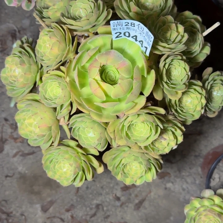 20441南抹茶多肉植物