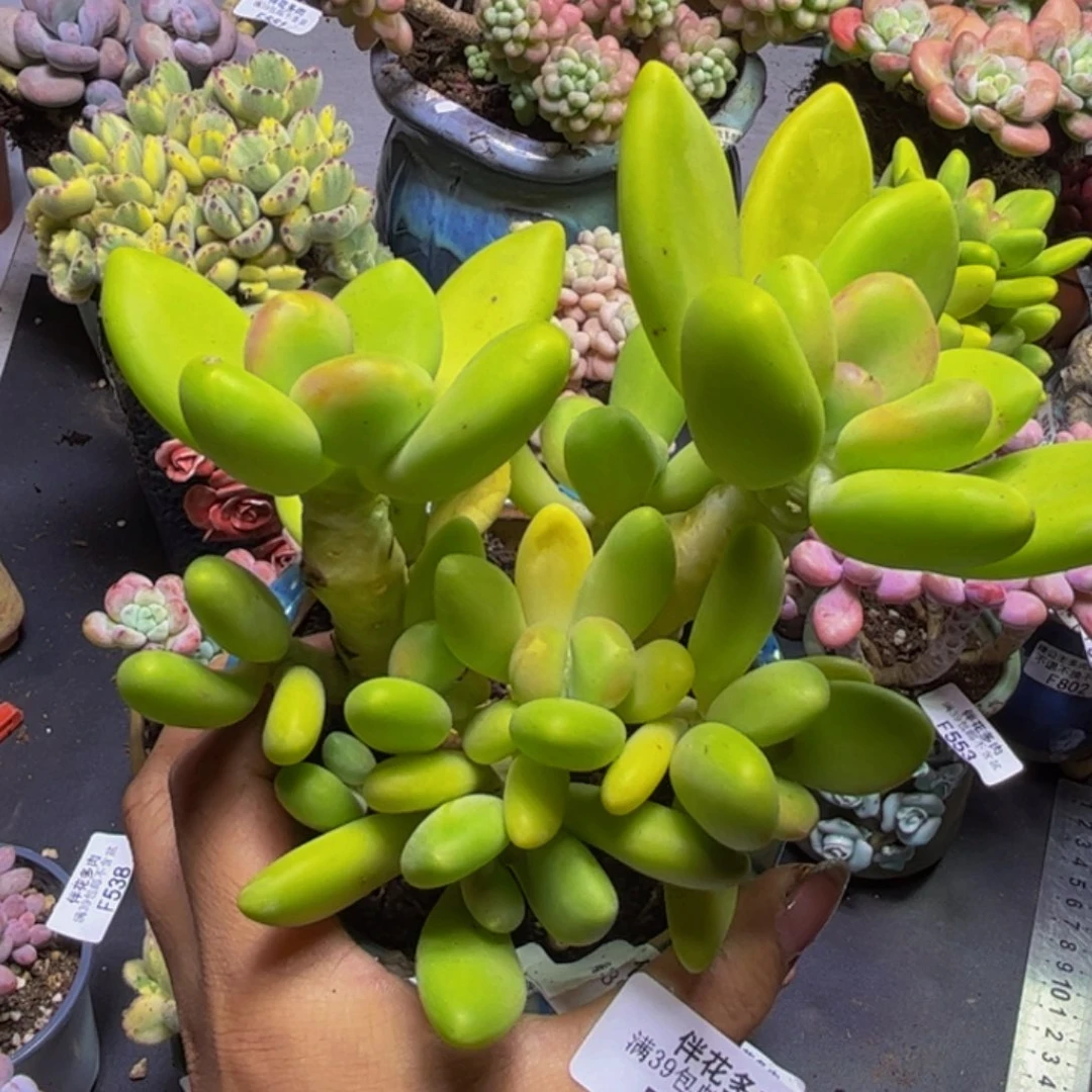 芒果奶酪554/12cm多肉