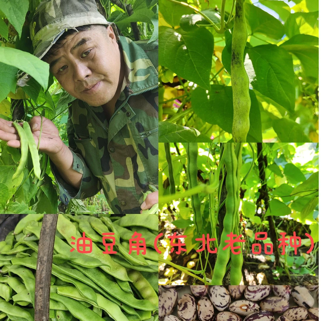 小兴安岭本地豆角子（可以留种子）