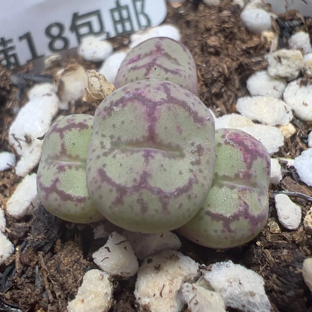 【闪购商品】 742。