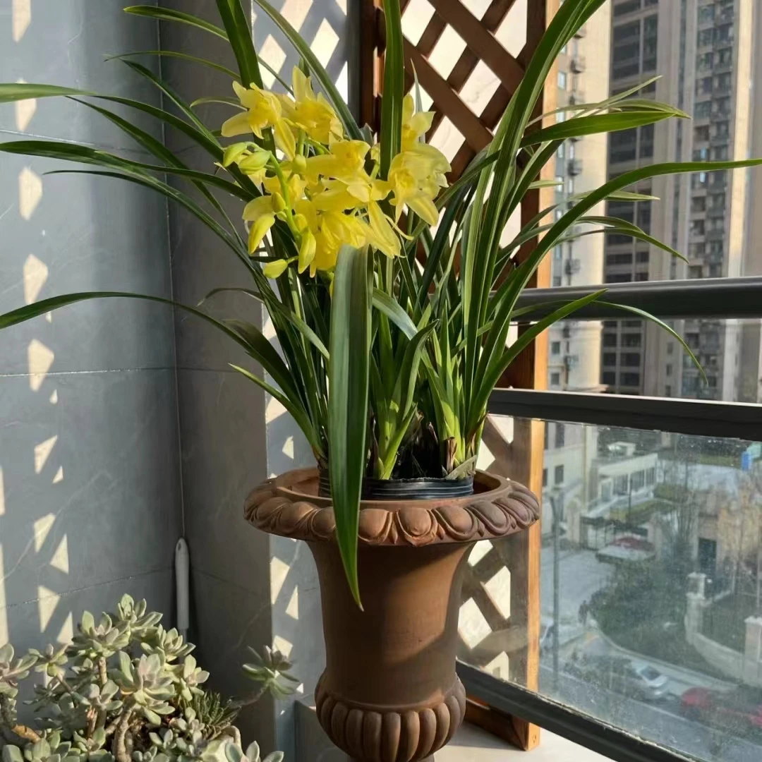 特价兰花 苗 （不挑品种）盆栽绿植好养耐阴 云南鲜花绿植