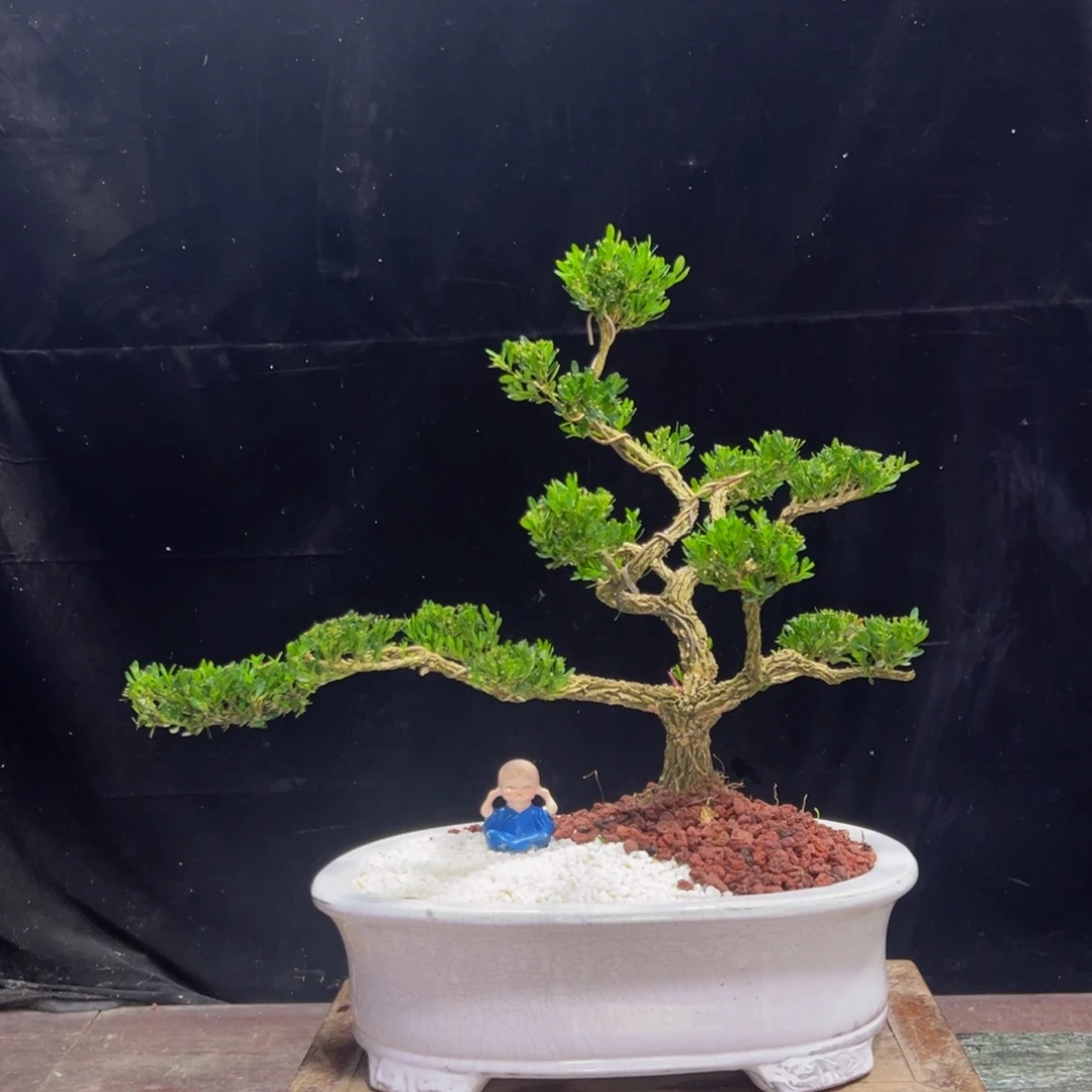 无花朵广东黄杨四季常青