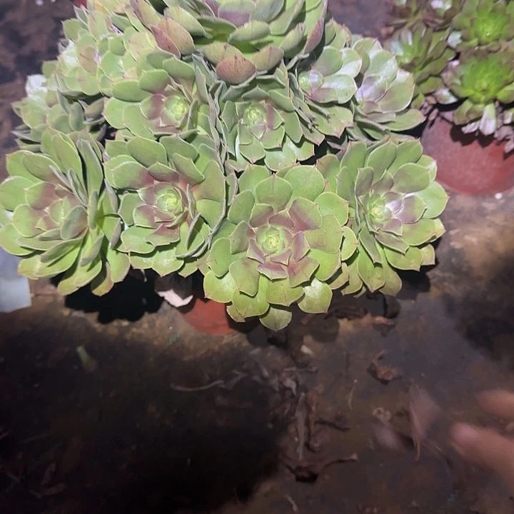 一物一拍不包损149