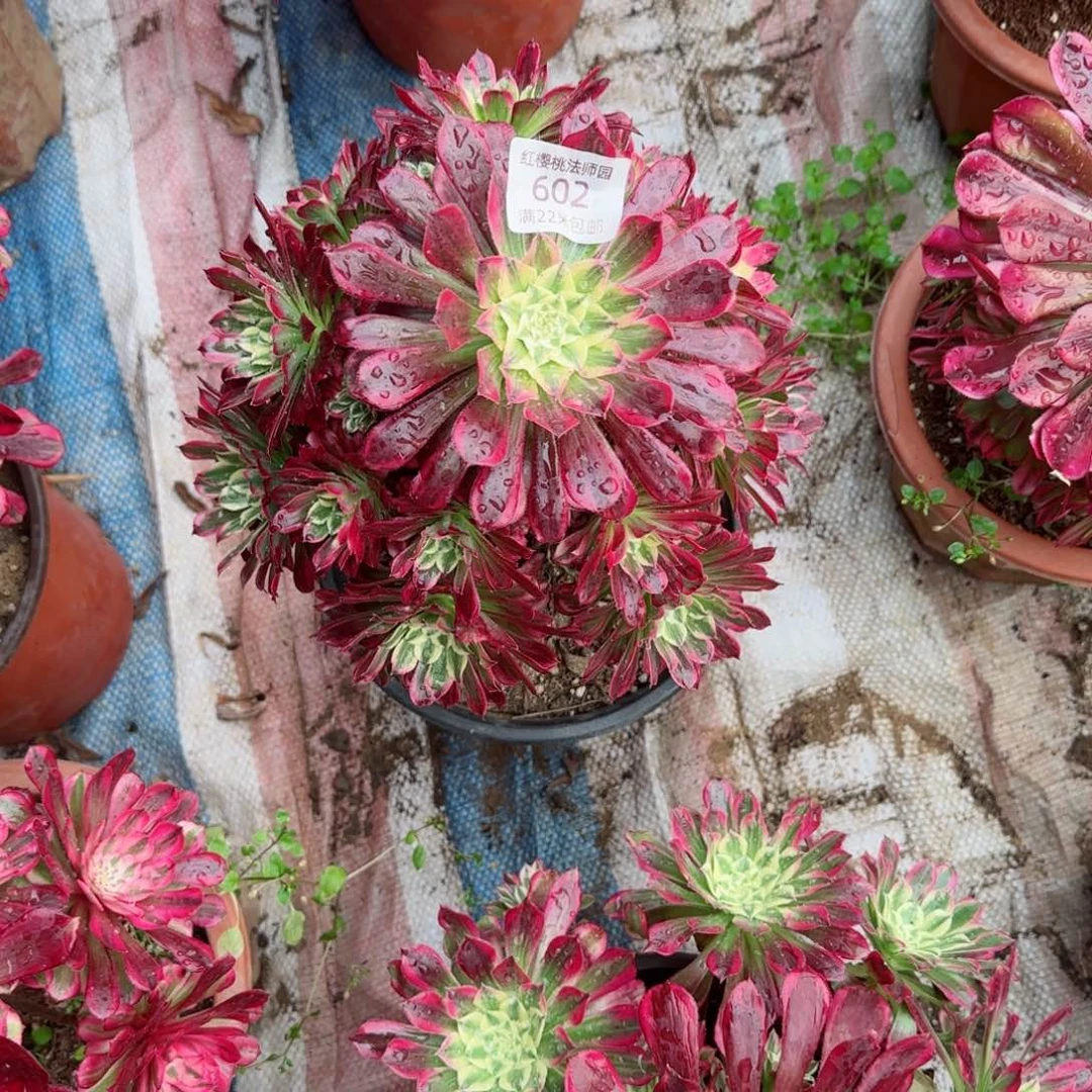 天合法师多肉602