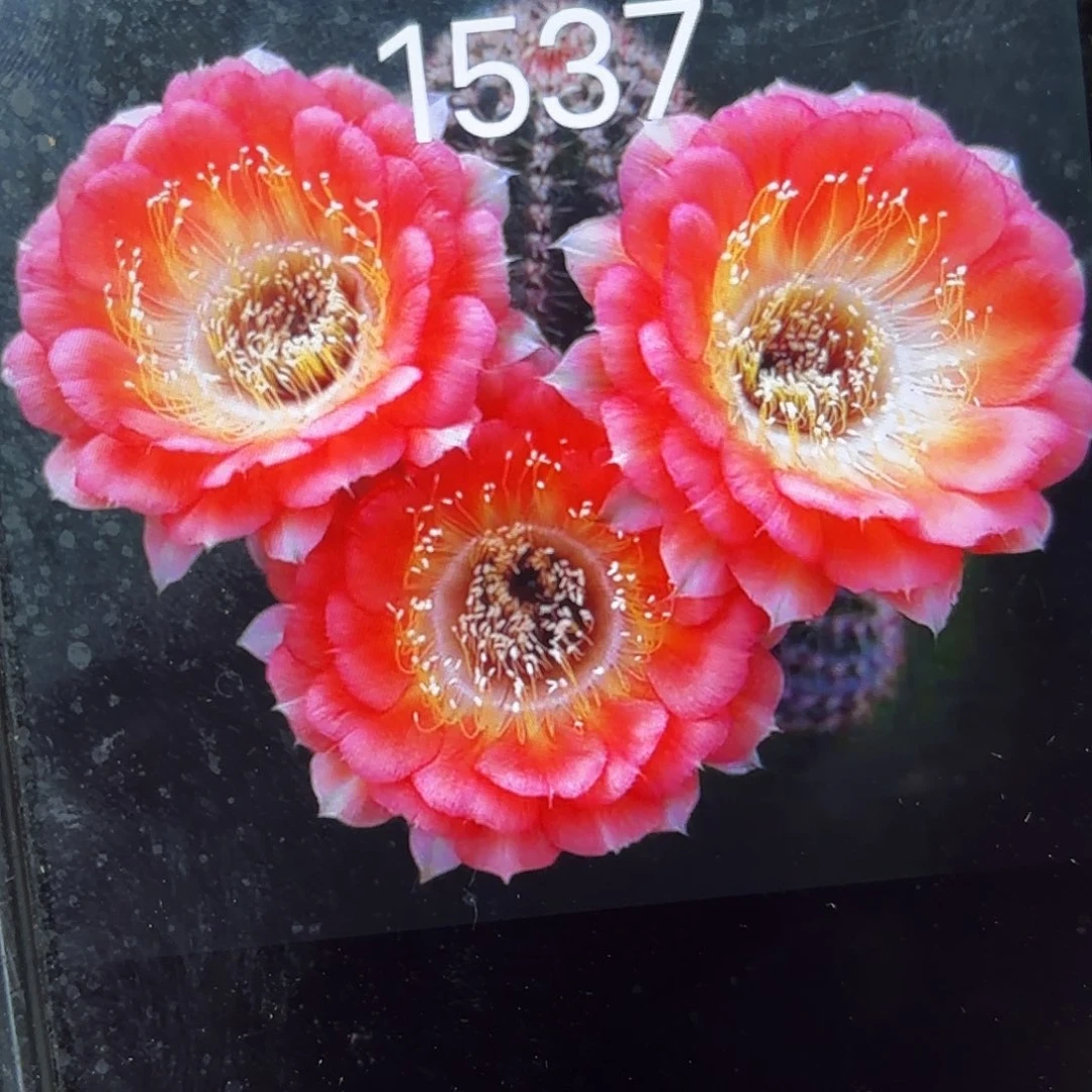 1537丽花侧牙20包邮11