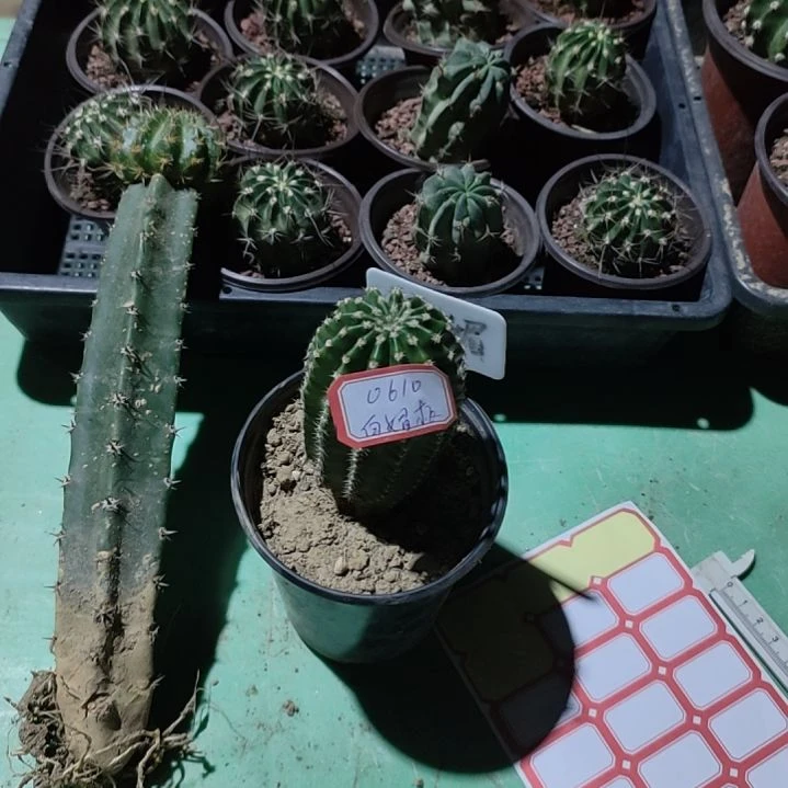 y***龙仙人球彩草白眉带根0610