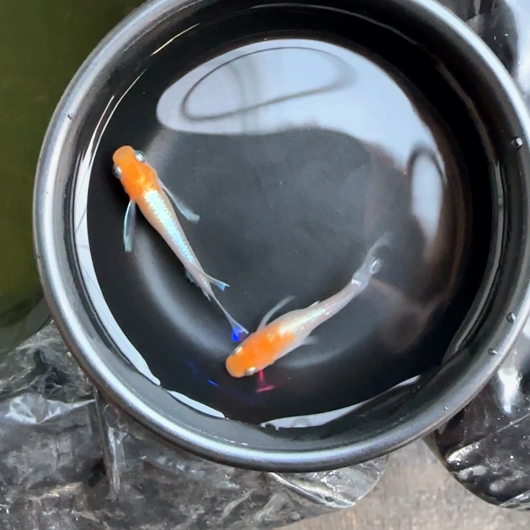 青鳉鱼真长鳍丹顶赤壁一对