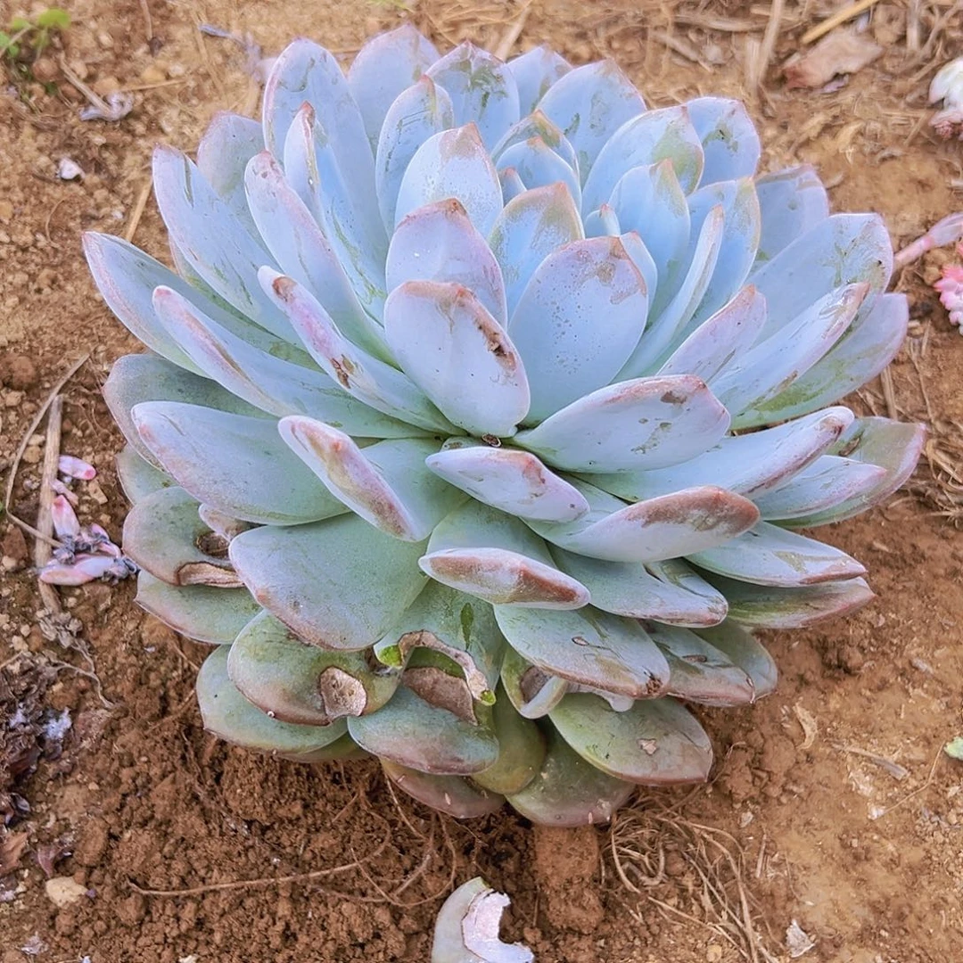 大橙子单头默认瑕疵介意勿拍