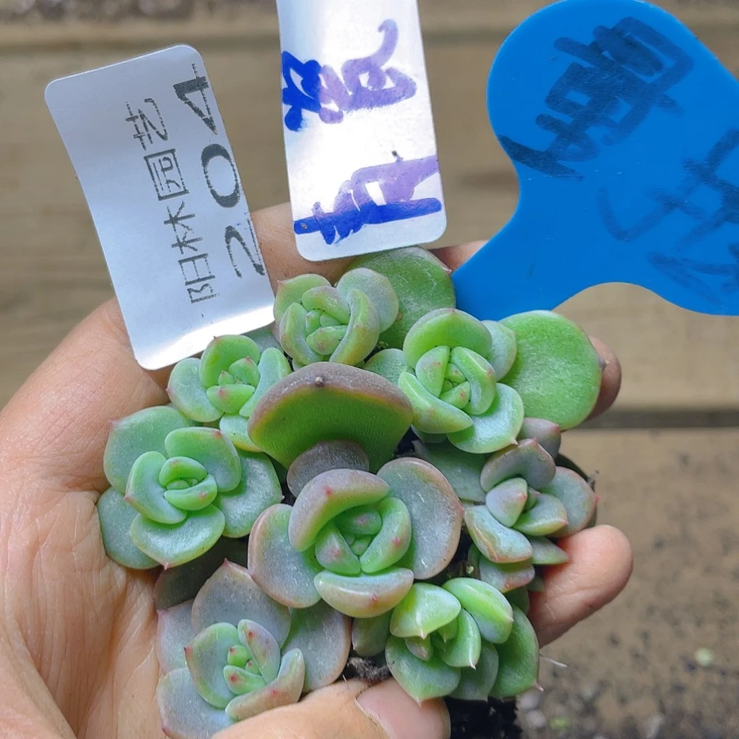 量拍多肉植物多肉植物204