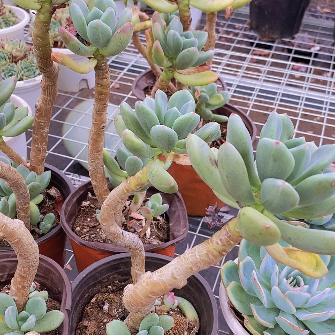 清新美人 双头起发老桩