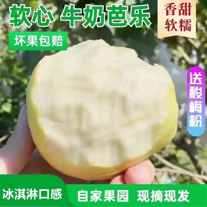 【广东潮汕】黄金奶油芭乐冰激淋口感番石榴白心软糯香甜新鲜采摘