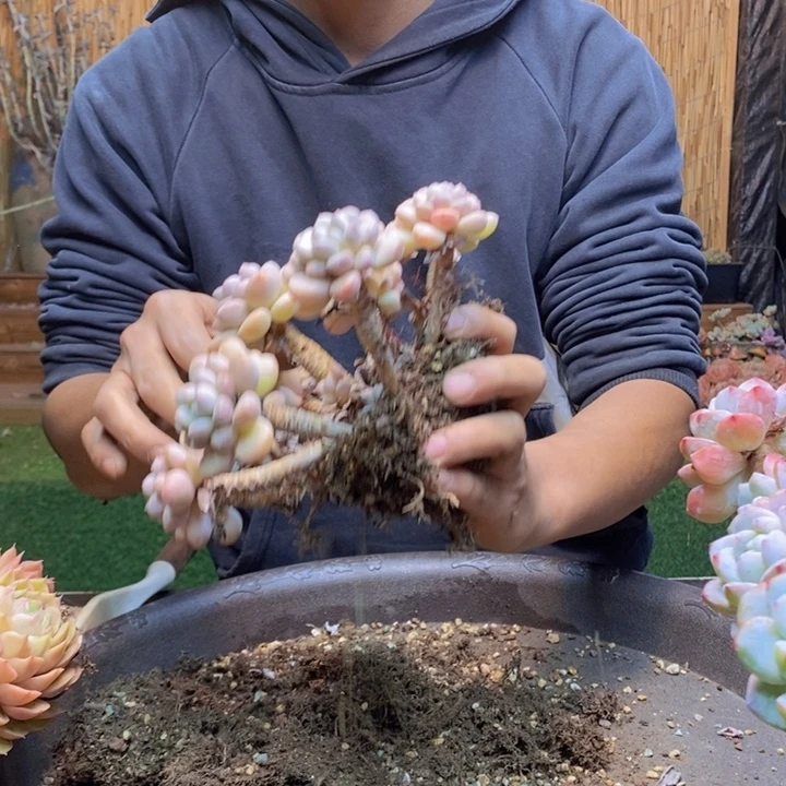 ꧁***꧂360 多肉植物多肉植物