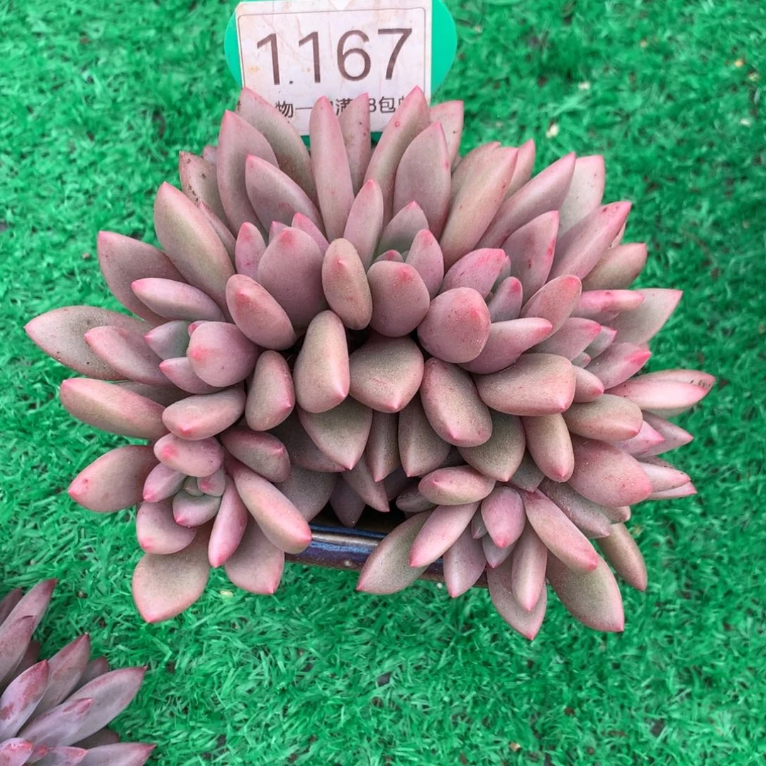 桃花源朵朵缀8头1167