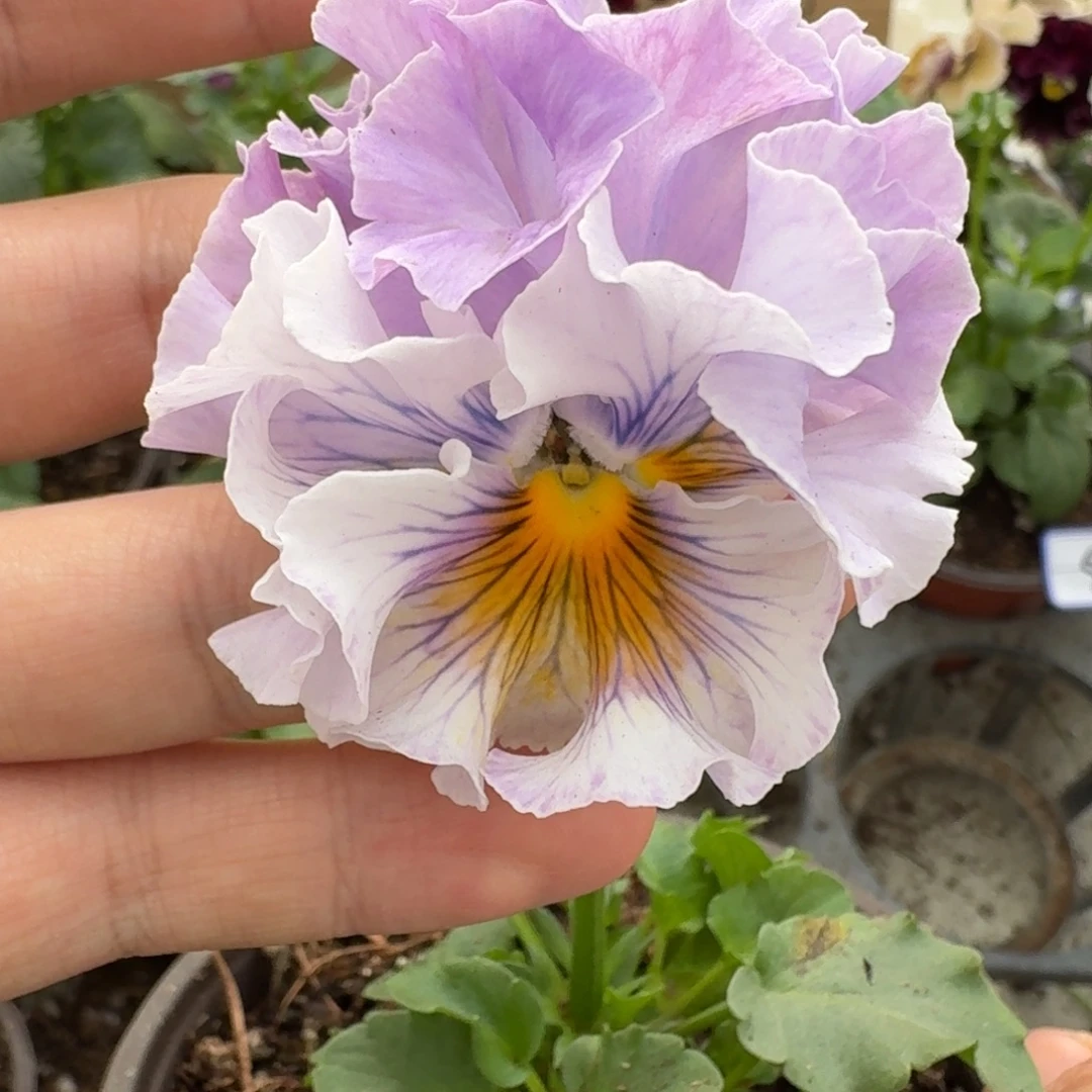 大部分花苞少量开放28