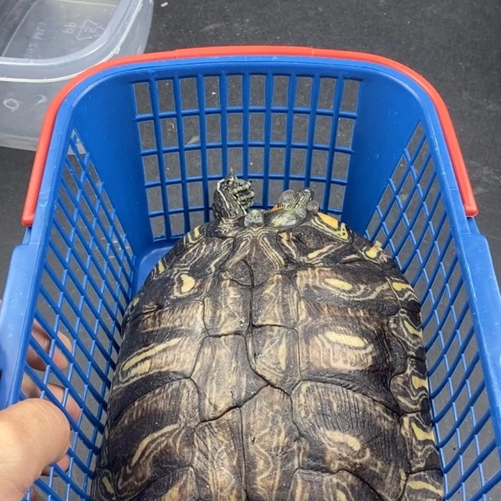 巴西彩龟母66666666