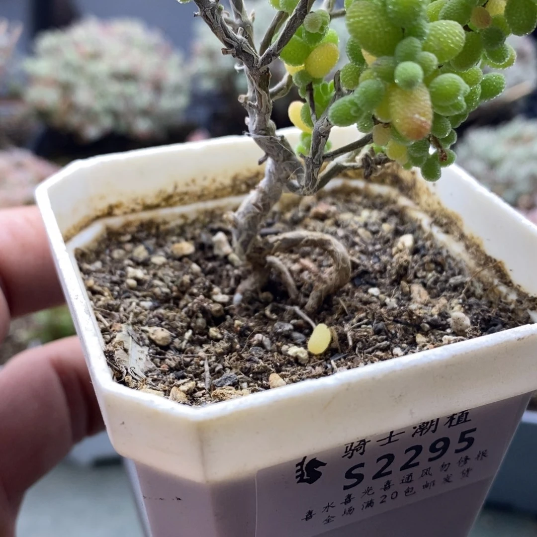 G**y2295金桔糖球提根造型多肉