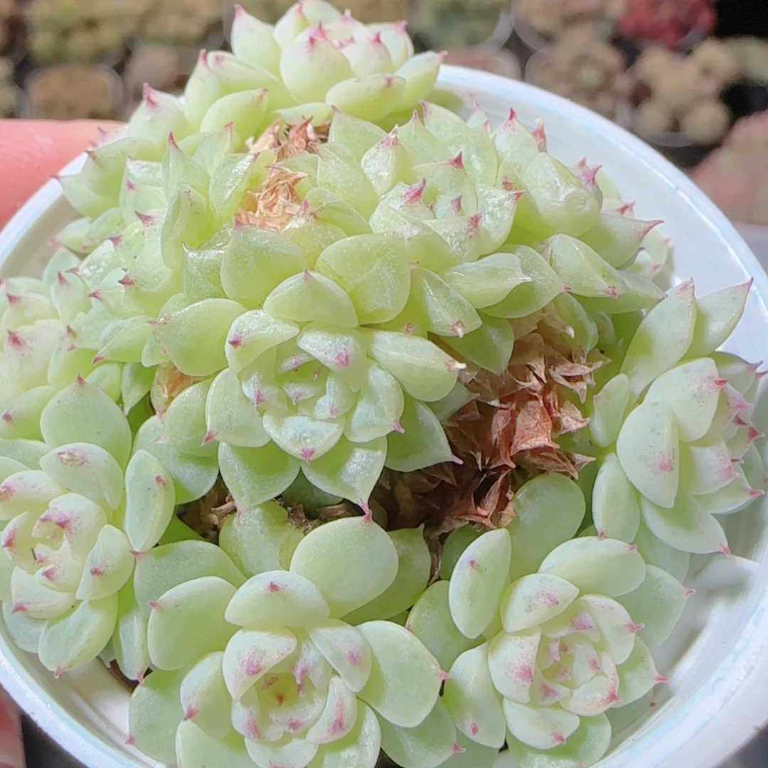 花语逸镜1116-488散