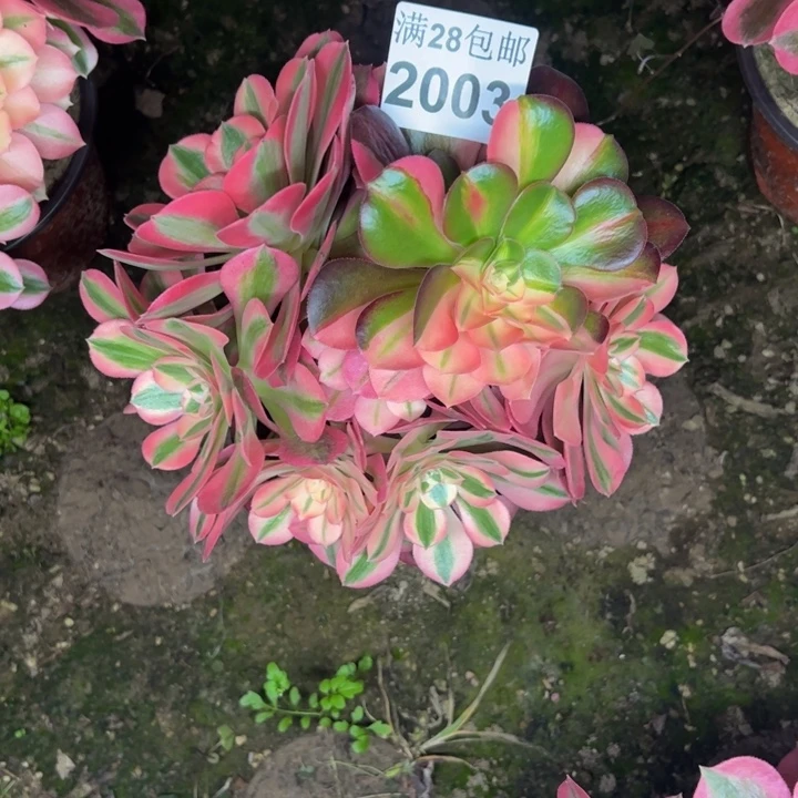 2003女巫多肉植物