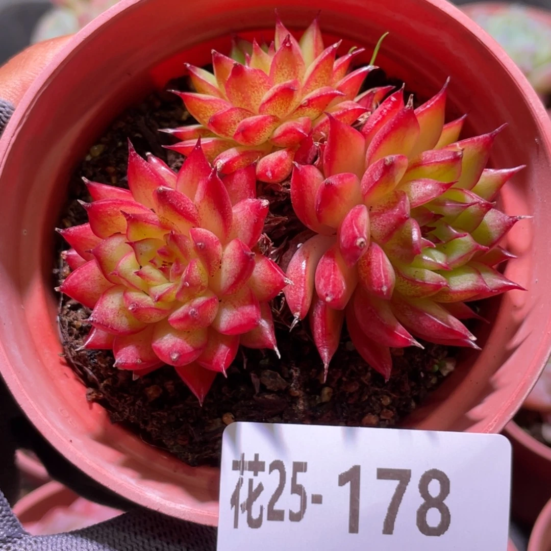 花利美25-178流星雨