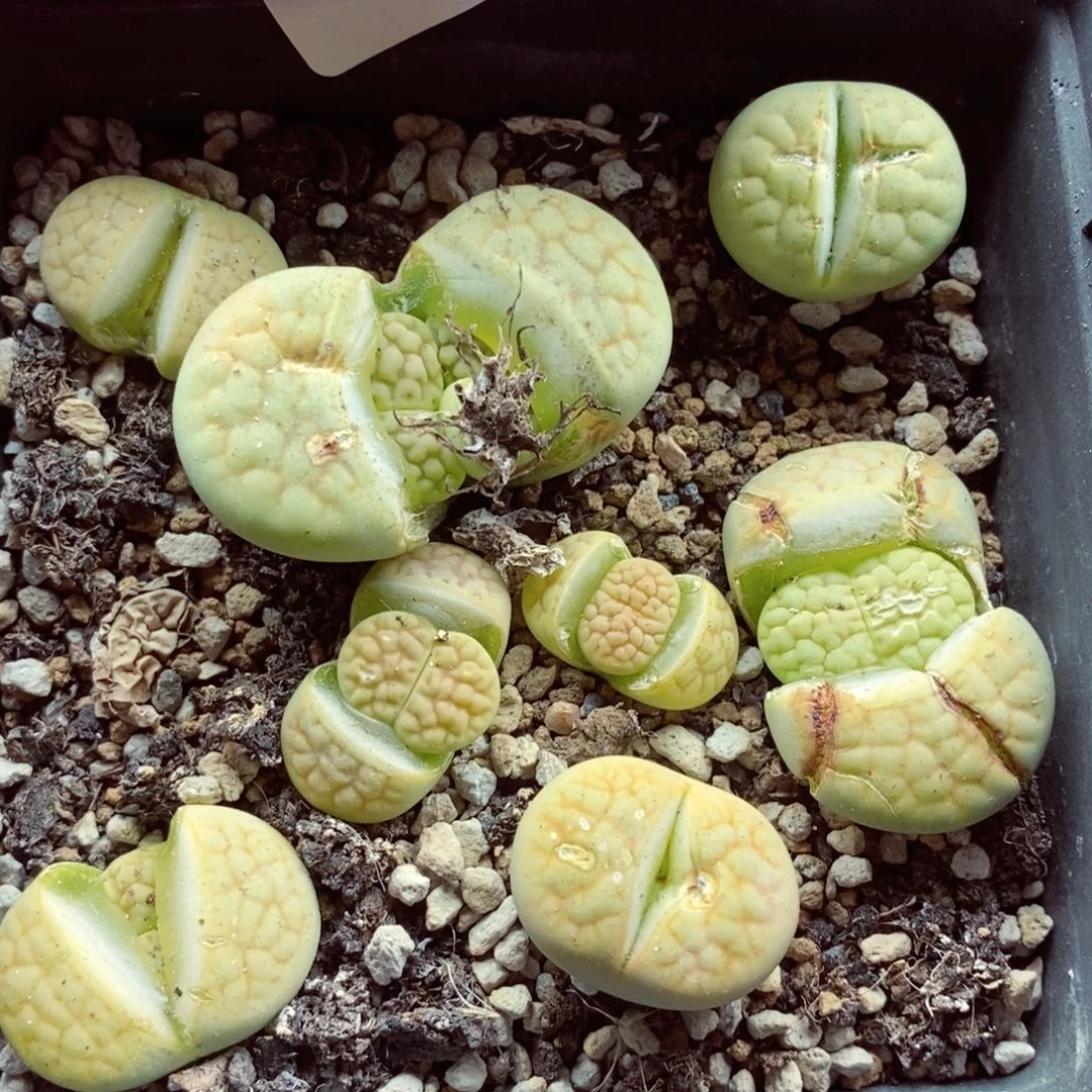 我的菠菜没有了，我744