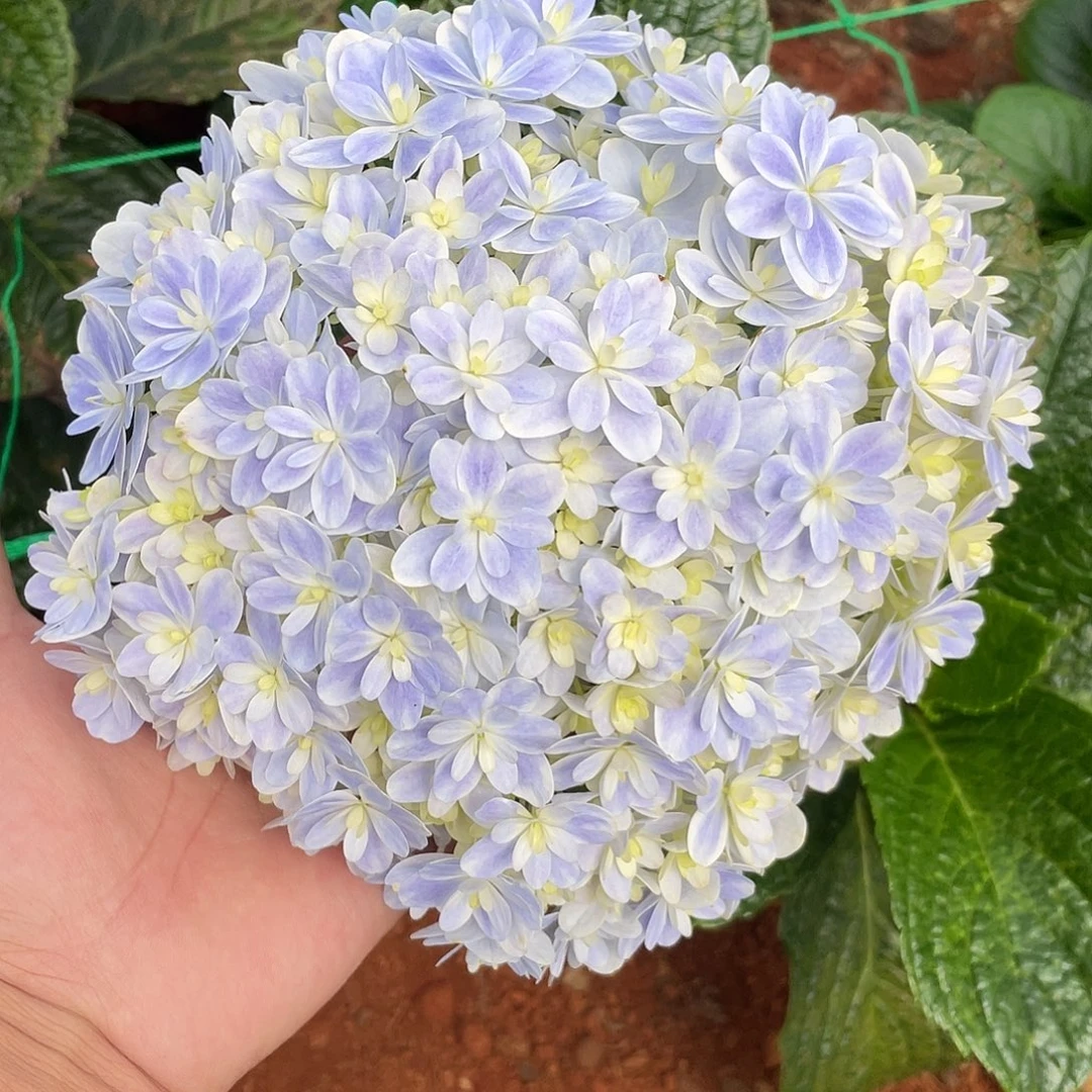 绣球切花一物一拍3枝起包邮，64