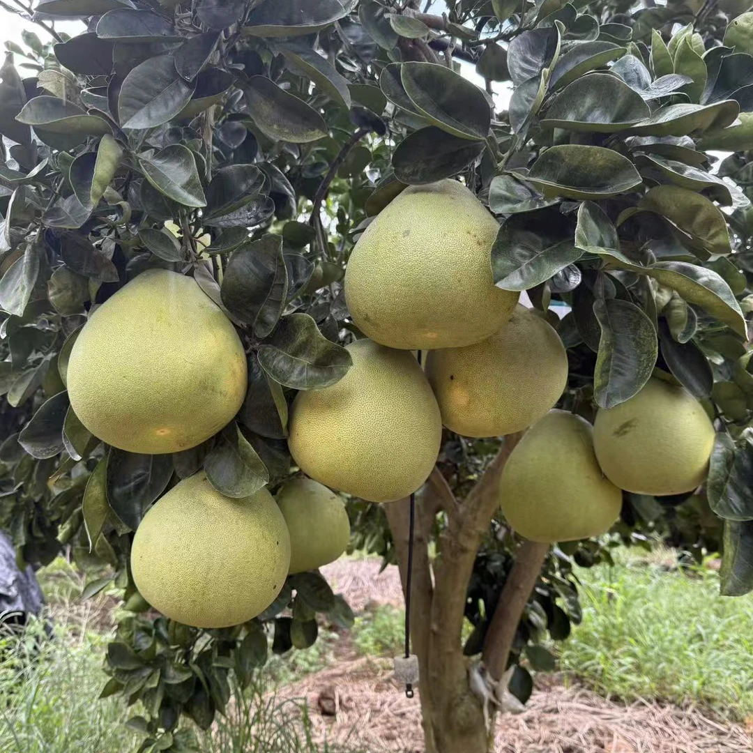 西双版纳傣柚东试早青柚新鲜清甜多汁应季水果孕妇水果基地直发