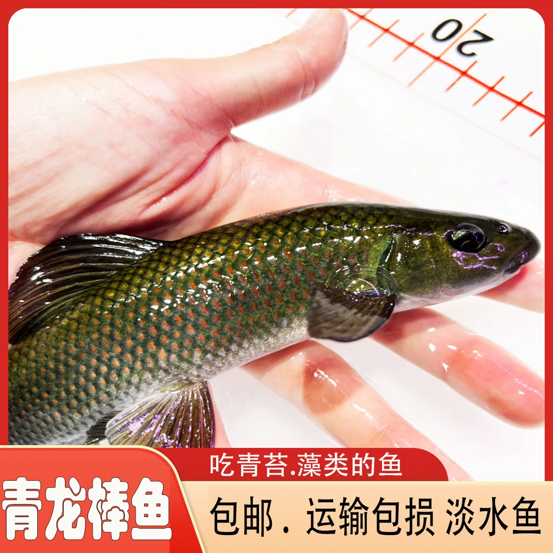 青龙棒华鳞彩龙沉香鱼吃青苔稀有冷水淡水原生溪流广温底层观赏鱼