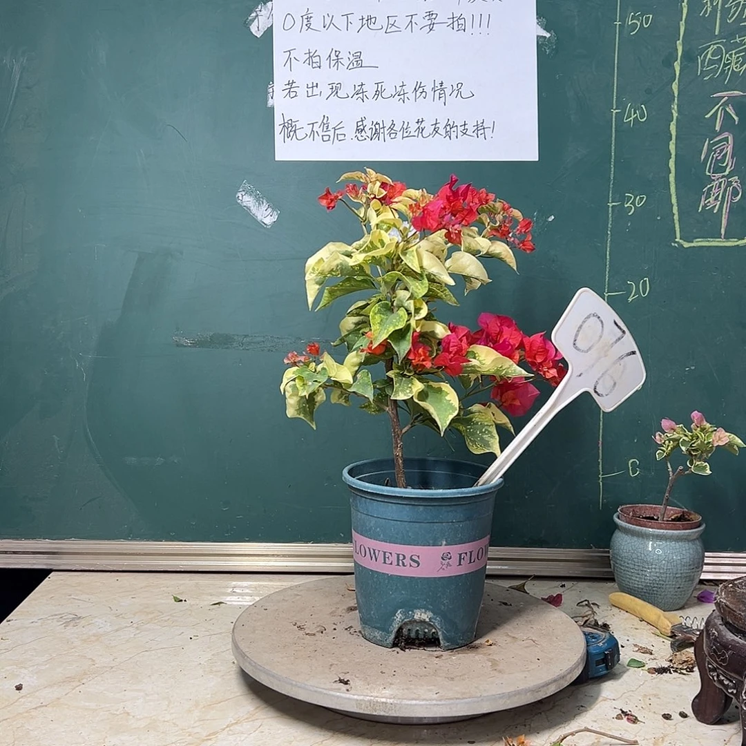 完全开放    红色浪漫076