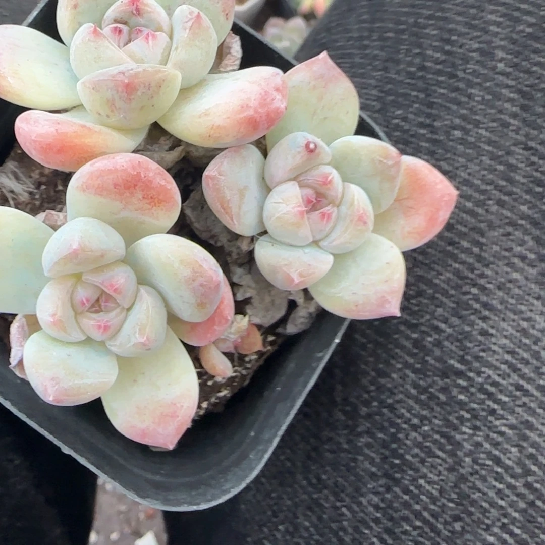 小卡拉米糖心一物一拍