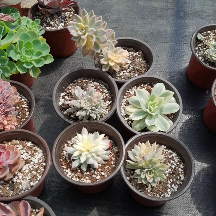 不同品种的景天锦5盆包邮（不包偏远地区）