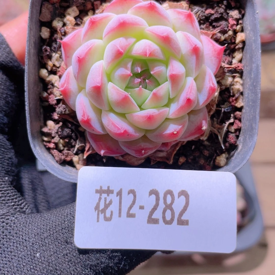 花利美12-282画扇