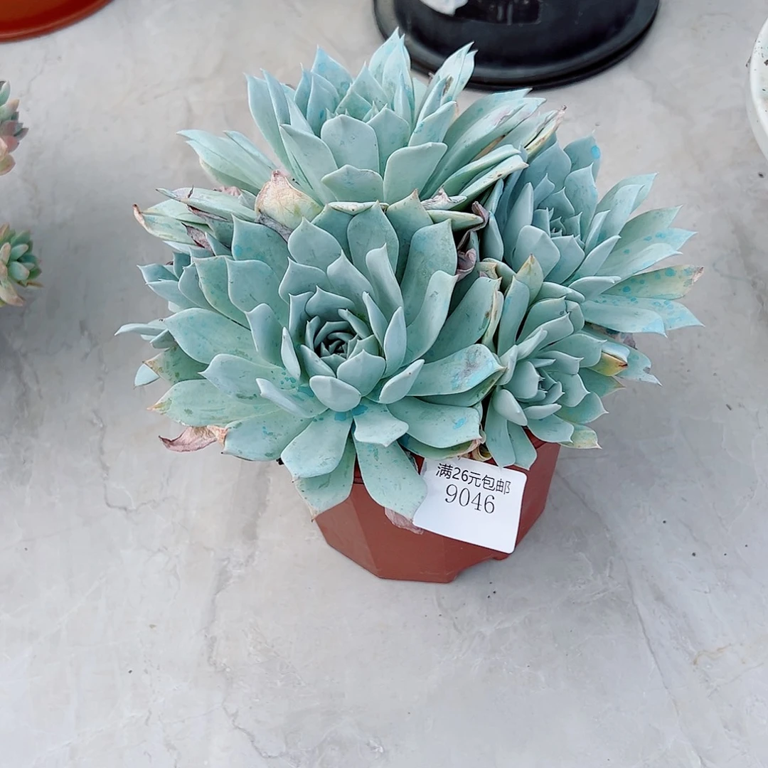 绿****9046薄叶蓝鸟多肉植物