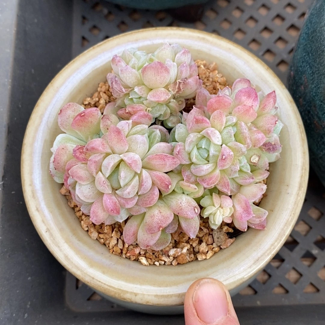 精品多肉一物一拍不包整169