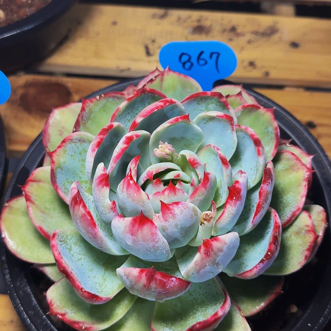 惊鸿仙子一物一拍867号