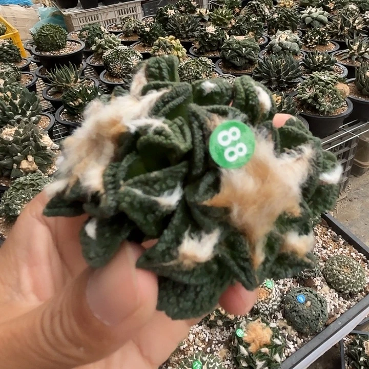 怀***念袖蒲苗接落地仙人球88