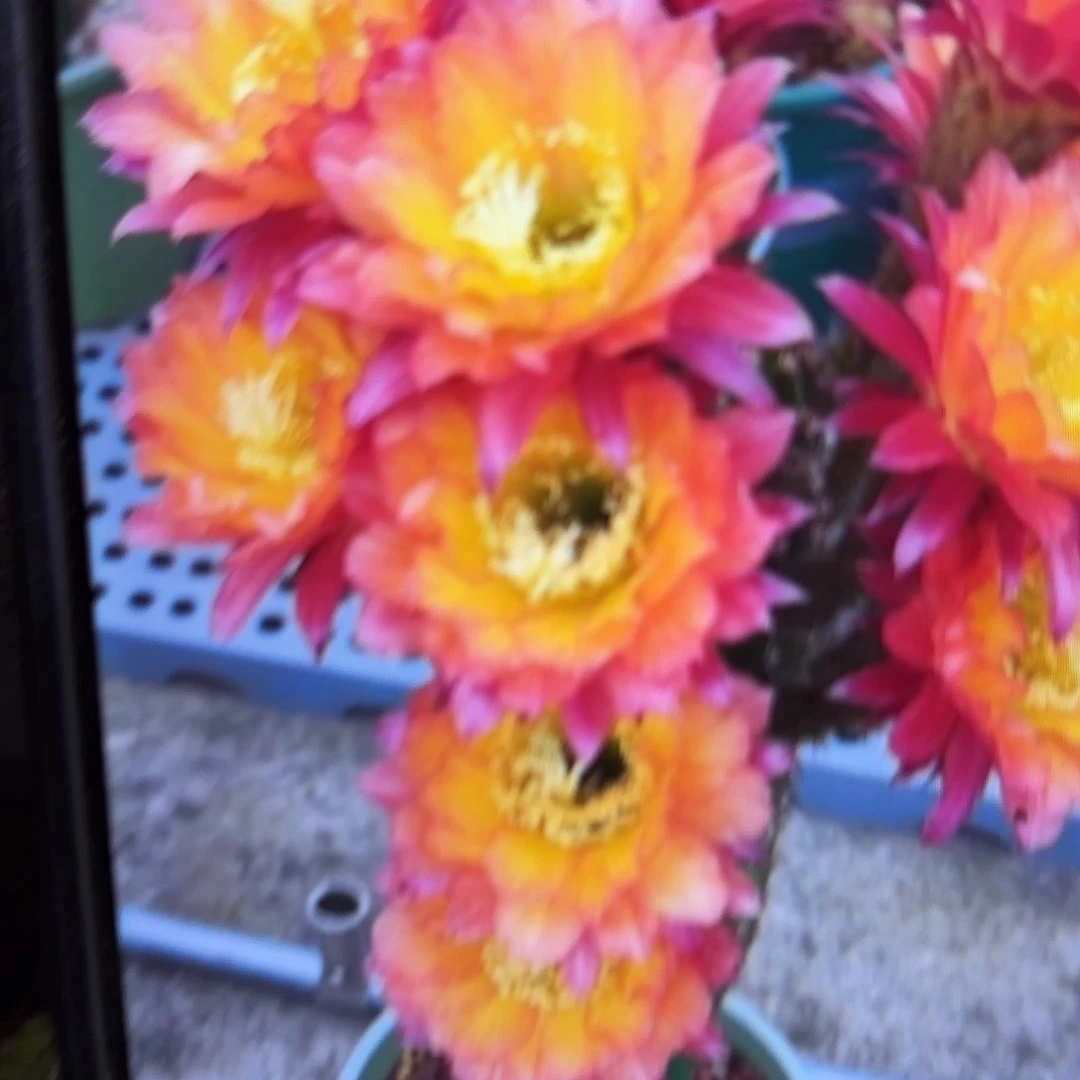 妹妹超级杏毛侧牙20包邮47