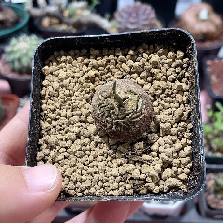 193龟甲龙块根植物