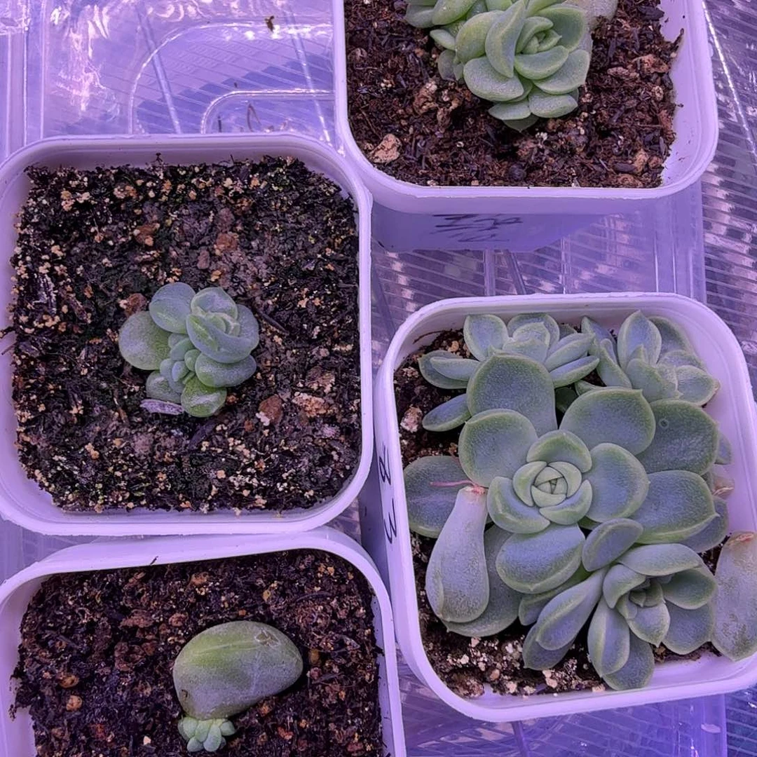 碧琉璃.83、楼兰一物一拍