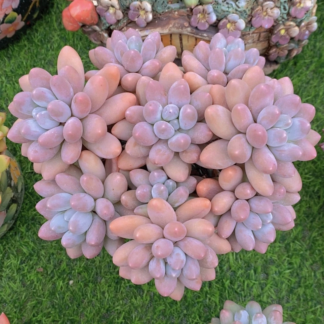 汤圆 一物一拍。