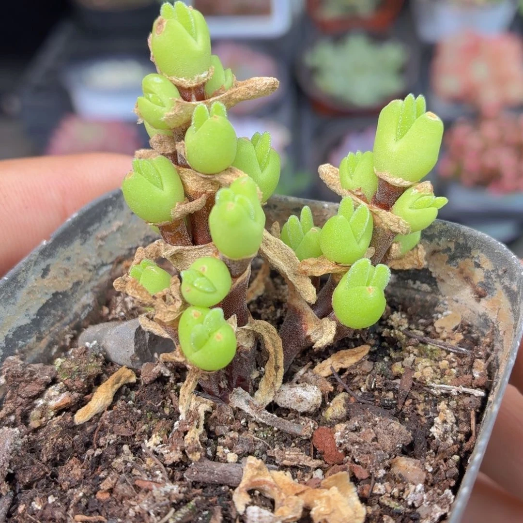 枝干兔子多肉9.9包邮发货