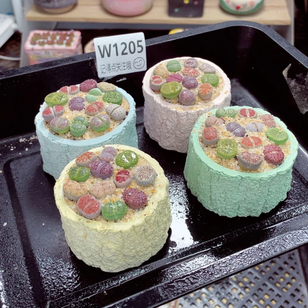w1205带盆土发货一物一拍