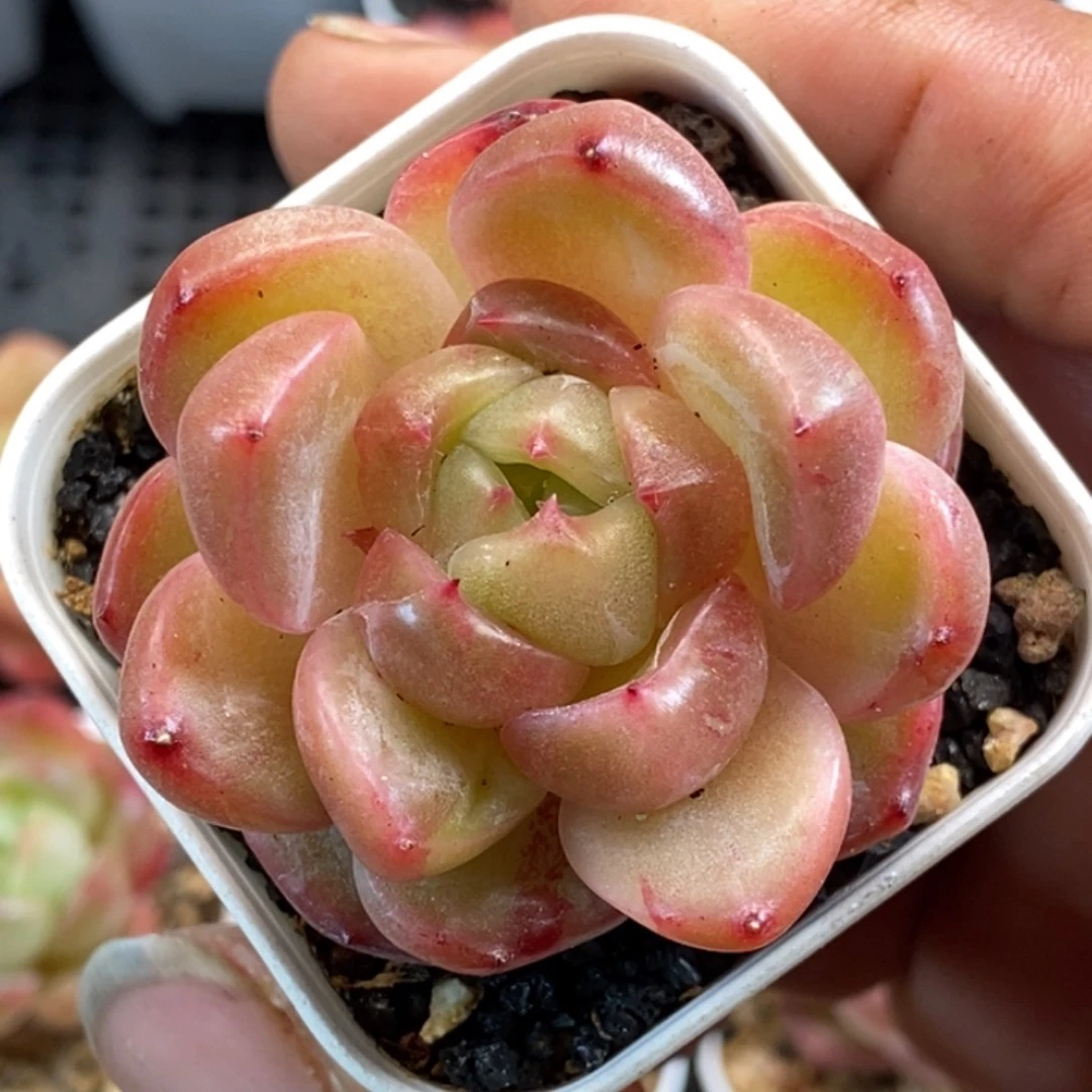 天官赐福百无禁忌