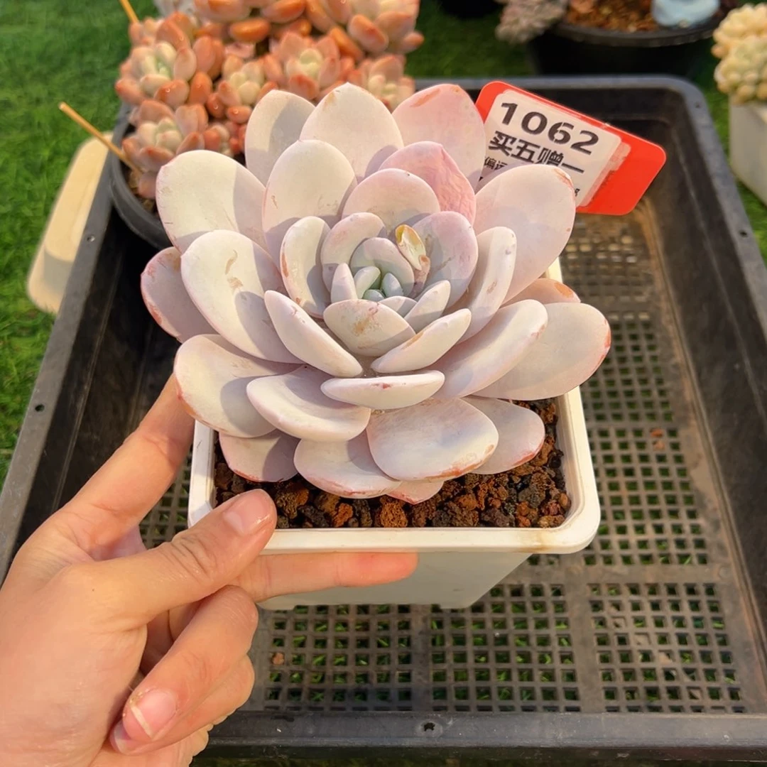 表妹精品多肉1062.