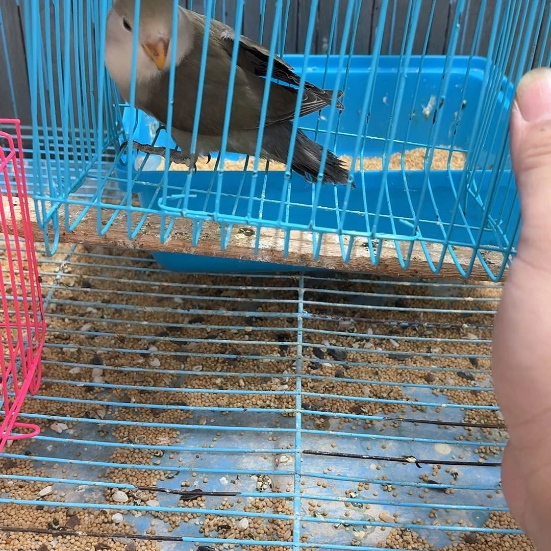 素***颜桃脸牡丹鹦鹉墨银一只