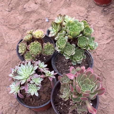 623多肉植物组合，